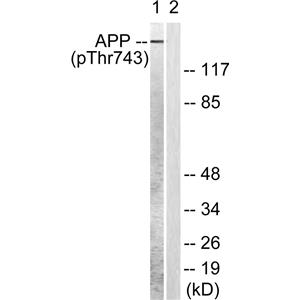 Amyloid-β (phospho Thr743)兔多抗,Amyloid-β (phospho Thr743) Rabbit Polyclonal Antibody