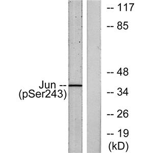 AP-1 (phospho Ser243)兔多抗,AP-1 (phospho Ser243) Rabbit Polyclonal Antibody