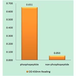 AP-1 (phospho Thr231)兔多抗,AP-1 (phospho Thr231) Rabbit Polyclonal Antibody