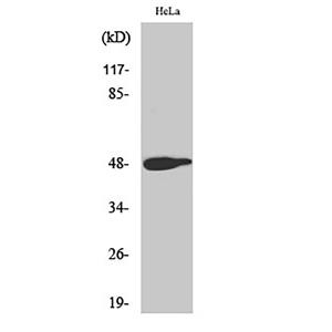 AP-1 (phospho Thr239)兔多抗,AP-1 (phospho Thr239) Rabbit Polyclonal Antibody