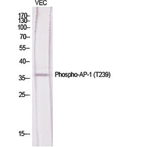 AP-1 (phospho Thr239)兔多抗,AP-1 (phospho Thr239) Rabbit Polyclonal Antibody