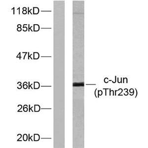 AP-1 (phospho Thr239)兔多抗,AP-1 (phospho Thr239) Rabbit Polyclonal Antibody