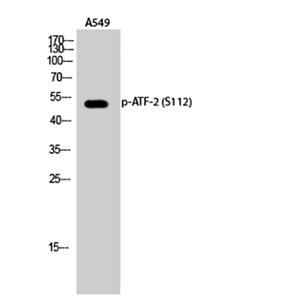ATF-2 (phospho Ser112)兔多抗,ATF-2 (phospho Ser112) Rabbit Polyclonal Antibody