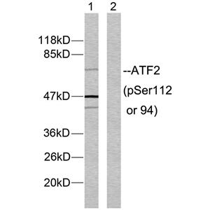 ATF-2 (phospho Ser112)兔多抗,ATF-2 (phospho Ser112) Rabbit Polyclonal Antibody