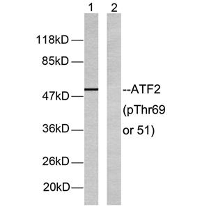 ATF-2 (phospho Thr69)兔多抗,ATF-2 (phospho Thr69) Rabbit Polyclonal Antibody