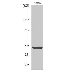 Calnexin (phospho Ser583)兔多抗,Calnexin (phospho Ser583) Rabbit Polyclonal Antibody