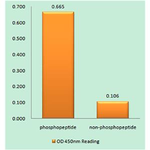 Cdk2/Cdc2 (phospho Thr160)兔多抗,Cdk2/Cdc2 (phospho Thr160) Rabbit Polyclonal Antibody