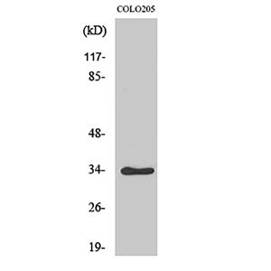 Cdk2/Cdc2 (phospho Thr160)兔多抗,Cdk2/Cdc2 (phospho Thr160) Rabbit Polyclonal Antibody