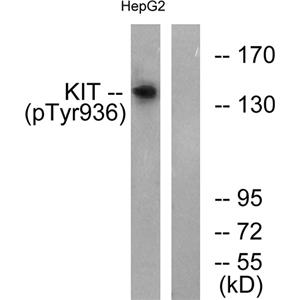c-Kit (phospho Tyr936)兔多抗,c-Kit (phospho Tyr936) Rabbit Polyclonal Antibody