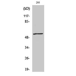 c-Myc (phospho Thr58)兔多抗,c-Myc (phospho Thr58) Rabbit Polyclonal Antibody
