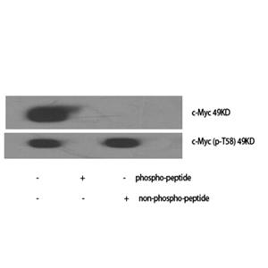c-Myc (phospho Thr58)兔多抗,c-Myc (phospho Thr58) Rabbit Polyclonal Antibody