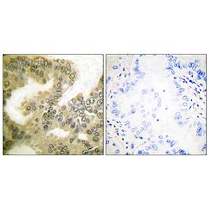Cyclin D3 (phospho Thr283)兔多抗,Cyclin D3 (phospho Thr283) Rabbit Polyclonal Antibody