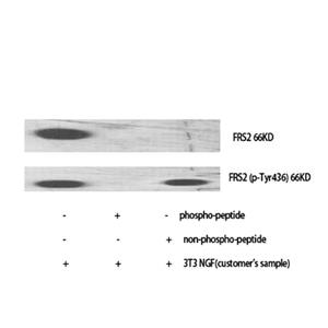 FRS2 (phospho Tyr436)兔多抗,FRS2 (phospho Tyr436) Rabbit Polyclonal Antibody