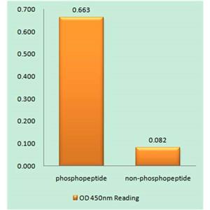 GATA-1 (phospho Ser142)兔多抗,GATA-1 (phospho Ser142) Rabbit Polyclonal Antibody