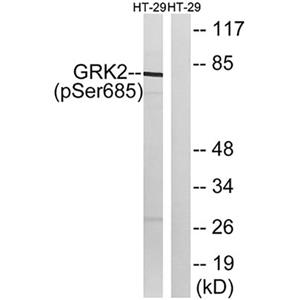GRK 2 (phospho Ser685)兔多抗,GRK 2 (phospho Ser685) Rabbit Polyclonal Antibody