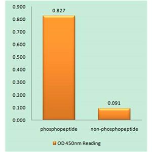 hnRNP D0 (phospho Ser83)兔多抗,hnRNP D0 (phospho Ser83) Rabbit Polyclonal Antibody