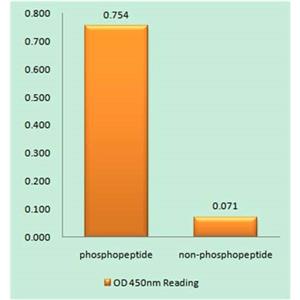 HSP27 (phospho Ser82)兔多抗,HSP27 (phospho Ser82) Rabbit Polyclonal Antibody