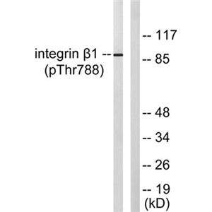 Integrin β1 (phospho Thr788)兔多抗,Integrin β1 (phospho Thr788) Rabbit Polyclonal Antibody