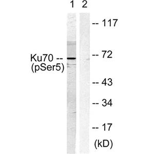 Ku-70 (phospho Ser5)兔多抗,Ku-70 (phospho Ser5) Rabbit Polyclonal Antibody