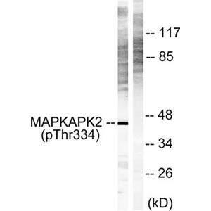 MAPKAPK-2 (phospho Thr334)兔多抗,MAPKAPK-2 (phospho Thr334) Rabbit Polyclonal Antibody