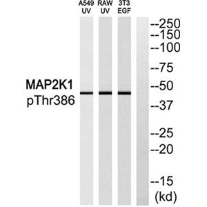 MEK-1 (phospho Thr386)兔多抗,MEK-1 (phospho Thr386) Rabbit Polyclonal Antibody