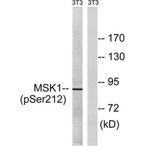 MSK1 (phospho Ser212)兔多抗,MSK1 (phospho Ser212) Rabbit Polyclonal Antibody