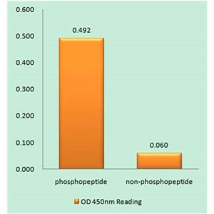 Neu (phospho Tyr1112)兔多抗,Neu (phospho Tyr1112) Rabbit Polyclonal Antibody