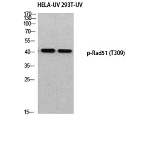Rad51 (phospho Thr309)兔多抗,Rad51 (phospho Thr309) Rabbit Polyclonal Antibody