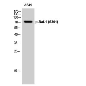 Raf-1 (phospho Ser301)兔多抗,Raf-1 (phospho Ser301) Rabbit Polyclonal Antibody