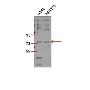 Raf-1 (phospho Ser301)兔多抗,Raf-1 (phospho Ser301) Rabbit Polyclonal Antibody