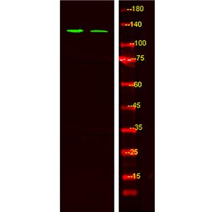 Tie2 (phospho-Ser1119)兔多抗,Tie2 (phospho-Ser1119) Rabbit Polyclonal Antibody