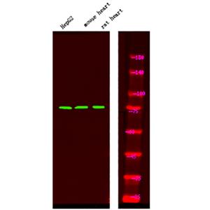 FKHR (Phospho-Ser249)兔多抗,FKHR (Phospho-Ser249) Rabbit Polyclonal Antibody