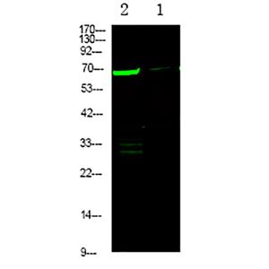 L-plastin (Phospho-Ser5)兔多抗,L-plastin (Phospho-Ser5) Rabbit Polyclonal Antibody