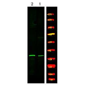 Myd88 (Phospho-Tyr257)兔多抗,Myd88 (Phospho-Tyr257) Rabbit Polyclonal Antibody