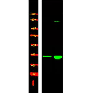 p38-γ/δ (Phospho-Tyr185/182)兔多抗,p38-γ/δ (Phospho-Tyr185/182) Rabbit Polyclonal Antibody