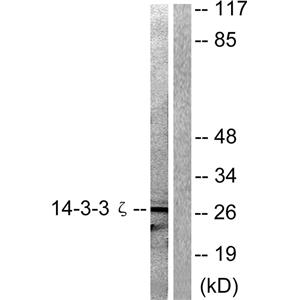 14-3-3 ζ兔多抗,14-3-3 ζ Rabbit Polyclonal Antibody