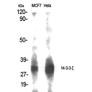 14-3-3 ζ兔多抗,14-3-3 ζ Rabbit Polyclonal Antibody