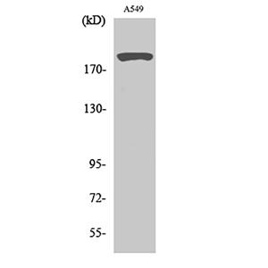 53BP1兔多抗,53BP1 Rabbit Polyclonal Antibody