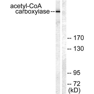 ACCα兔多抗,ACCα Rabbit Polyclonal Antibody