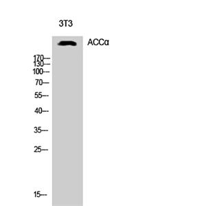 ACCα兔多抗,ACCα Rabbit Polyclonal Antibody