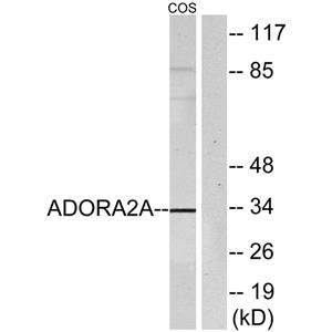 Adenosine A2A-R兔多抗,Adenosine A2A-R Rabbit Polyclonal Antibody