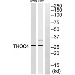 ALY兔多抗,ALY Rabbit Polyclonal Antibody