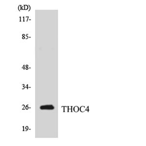 ALY兔多抗,ALY Rabbit Polyclonal Antibody