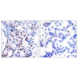 AP-1兔多抗,AP-1 Rabbit Polyclonal Antibody