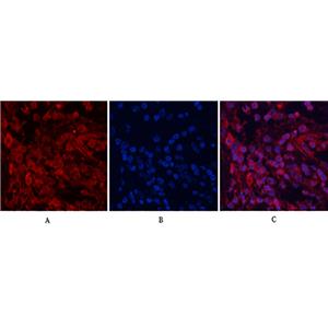 AP-1兔多抗,AP-1 Rabbit Polyclonal Antibody