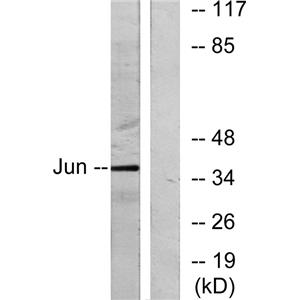 AP-1兔多抗,AP-1 Rabbit Polyclonal Antibody
