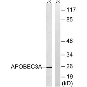 APOBEC3A兔多抗,APOBEC3A Rabbit Polyclonal Antibody
