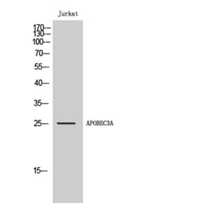 APOBEC3A兔多抗,APOBEC3A Rabbit Polyclonal Antibody
