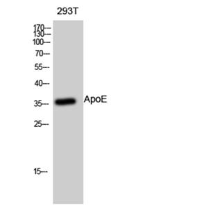 ApoE兔多抗,ApoE Rabbit Polyclonal Antibody
