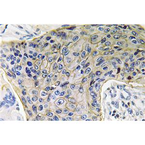 AQP4兔多抗,AQP4 Rabbit Polyclonal Antibody